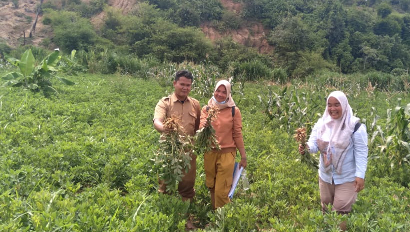 Tim Monev Kecamatan Tinjau Kebun Desa Renah Semanek