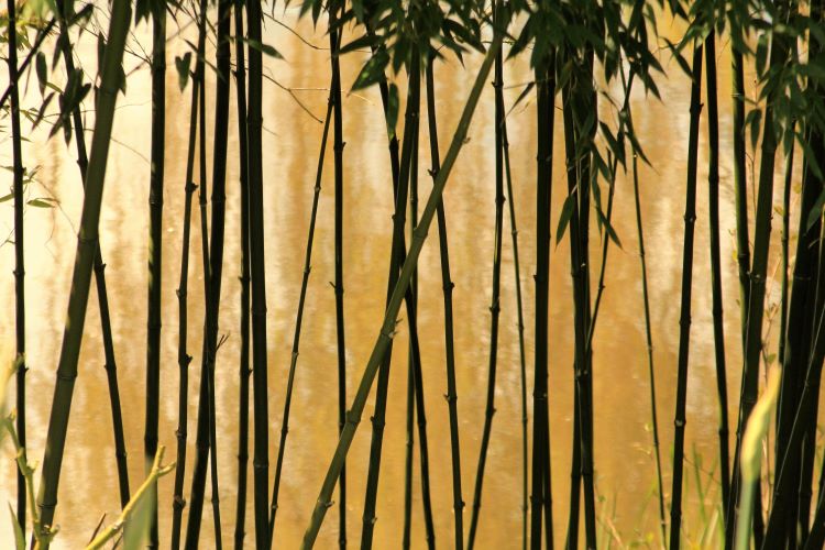Si Pohon Bambu yang Fleksibel