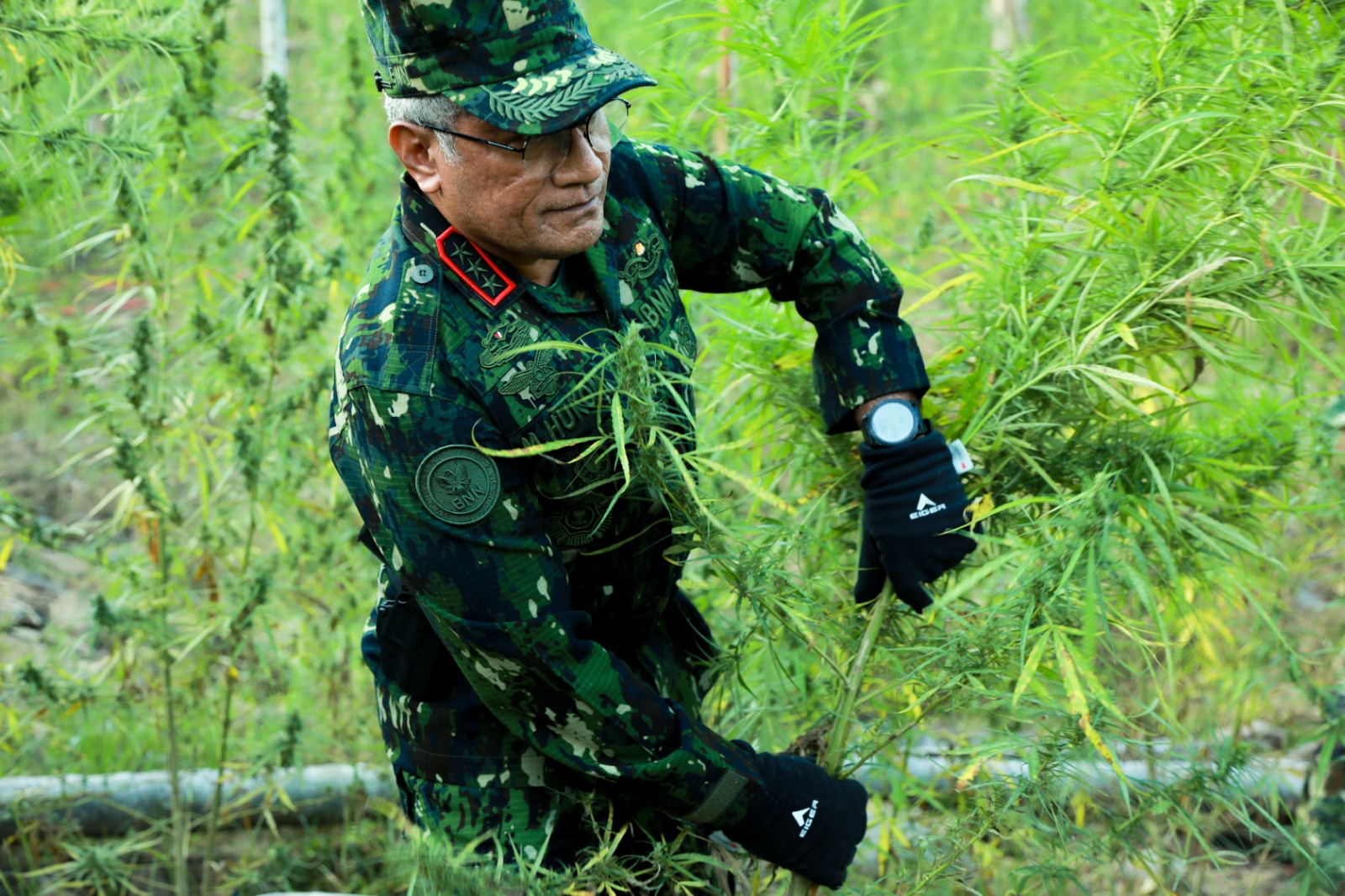 Kepala BNN Musnahkan Ladang Ganja Aceh