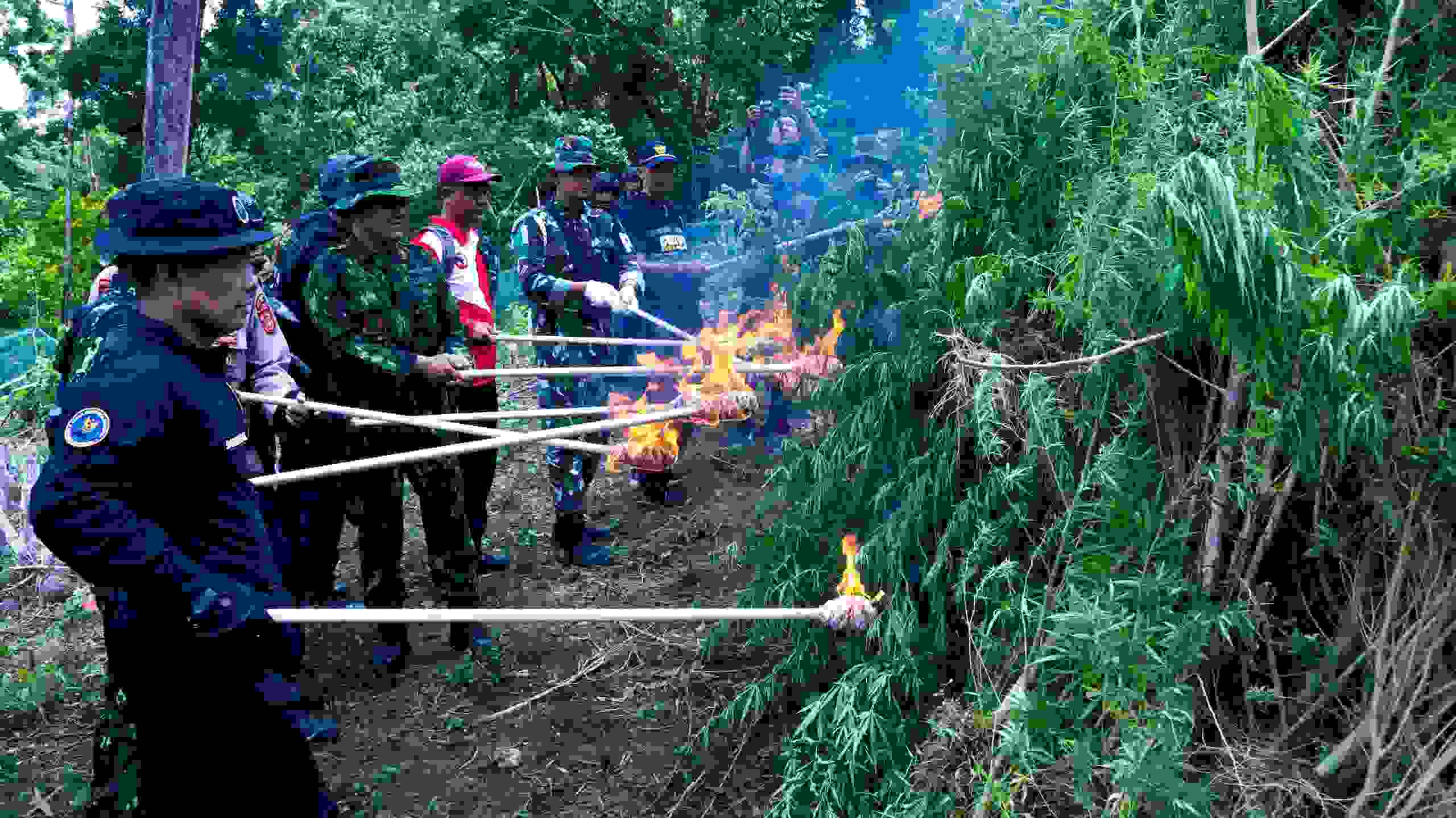 BNN RI Musnahkan 2 Ha Ladang Ganja